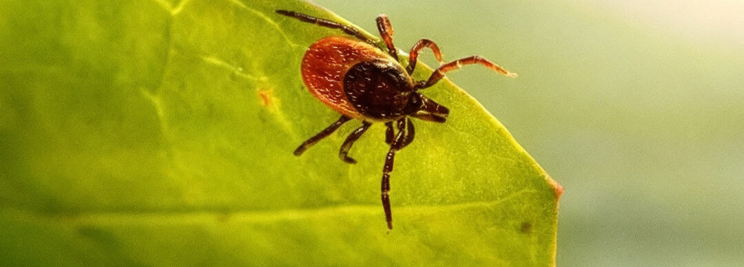 Tick Season in Nova Scotia: When Ticks Become Most Active (2026 Guide)