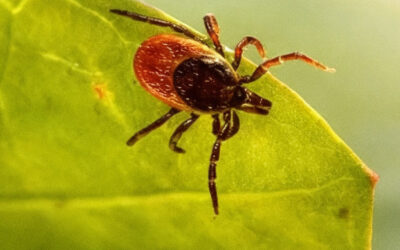Tick Season in Nova Scotia: When Ticks Become Most Active (2026 Guide)
