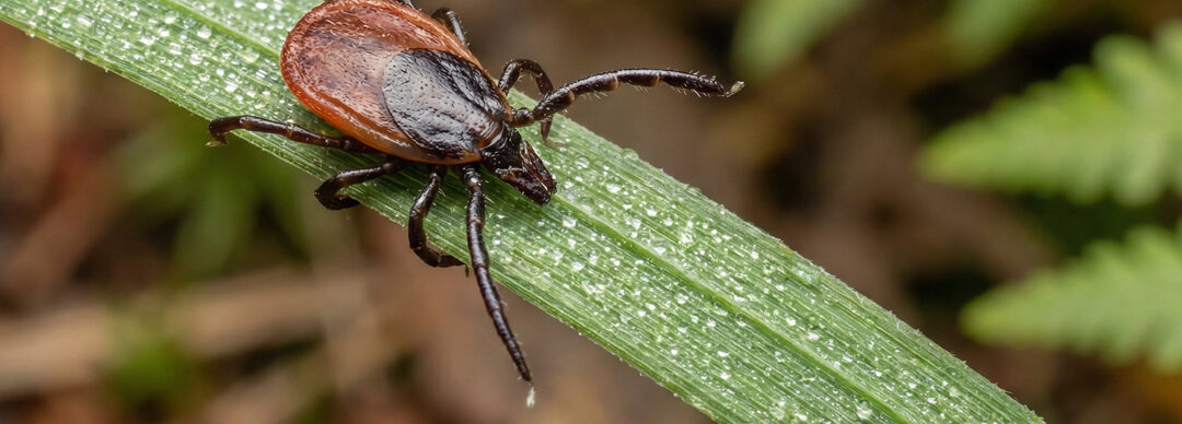 Tick Season in Nova Scotia: When Ticks Become Most Active (2026 Guide)