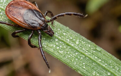 CBC NEWS: A Tick Bite Can Trigger a Red Meat Allergy
