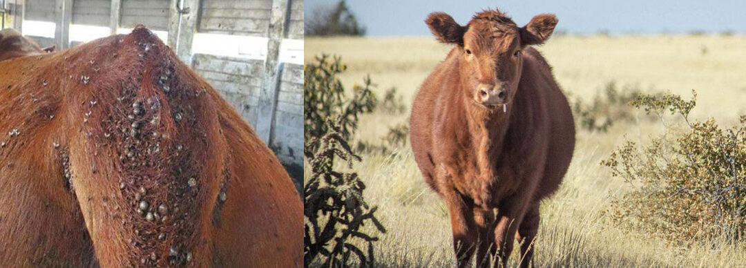 New Tick Disease Spreading in U.S. Cattle — What Nova Scotians Should Know