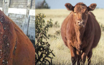 New Tick Disease Spreading in U.S. Cattle — What Nova Scotians Should Know