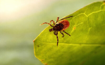 The Bourbon Virus. What this means to us here in Nova Scotia.