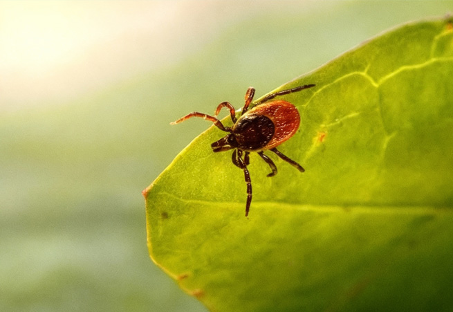 Tick Spraying Nova Scotia TickGuard Truck