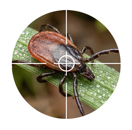 Tick Control Lantz Elmsdale and Enfield