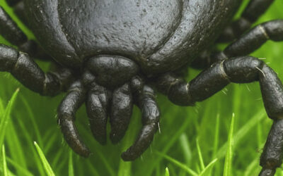 Other Eastern Regions Seeing Disconcerting Tick Activity
