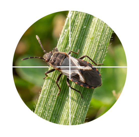 Chinch Bug Control Halifax, HRM & Central Nova Scotia