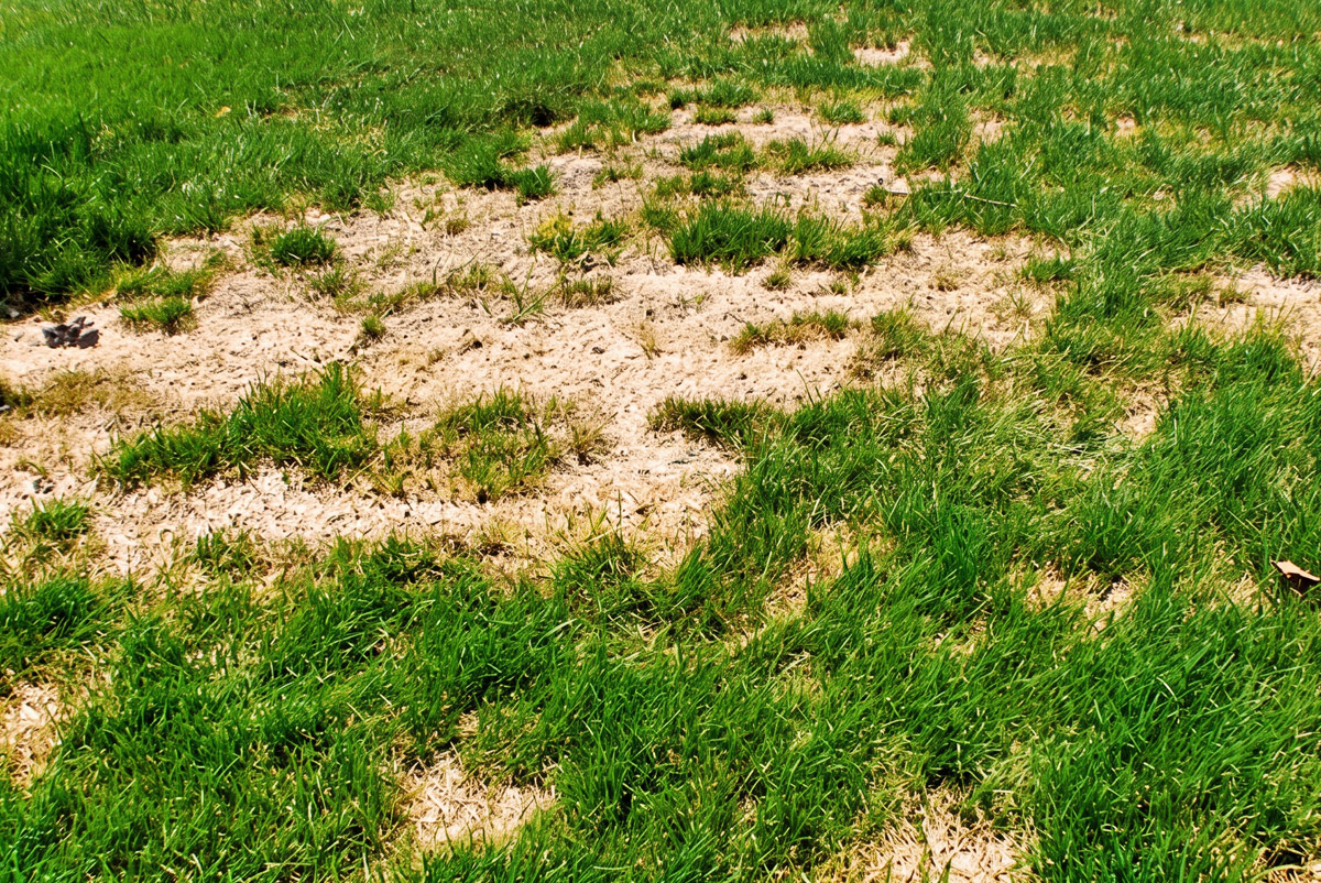 Chinch Bug Lawn Damage Nova Scotia