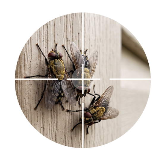 Cluster Fly Control Halifax, HRM & Central Nova Scotia