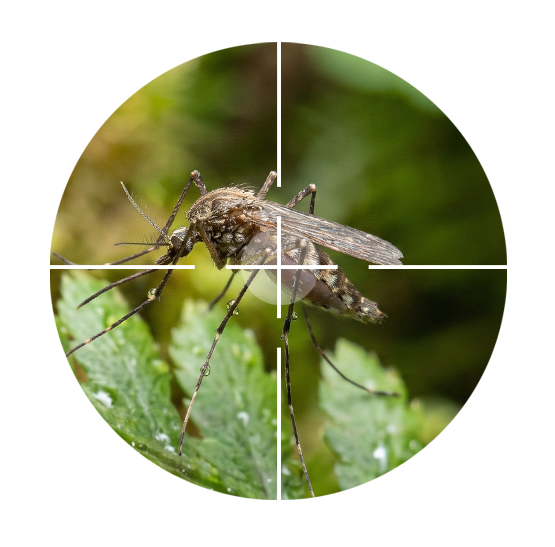 Mosquito Control Halifax, HRM & Central Nova Scotia