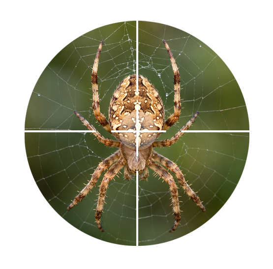 Spider Extermination Halifax and HRM