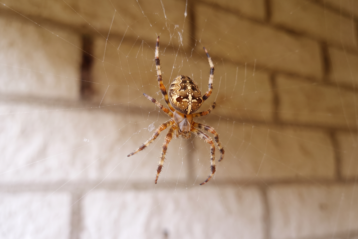 Spider Control Nova Scotia 